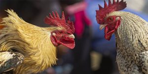 Cách Chọn Màu Gà Chiến - 4 Bí Quyết Tìm Ra Thần Kê Vô Địch