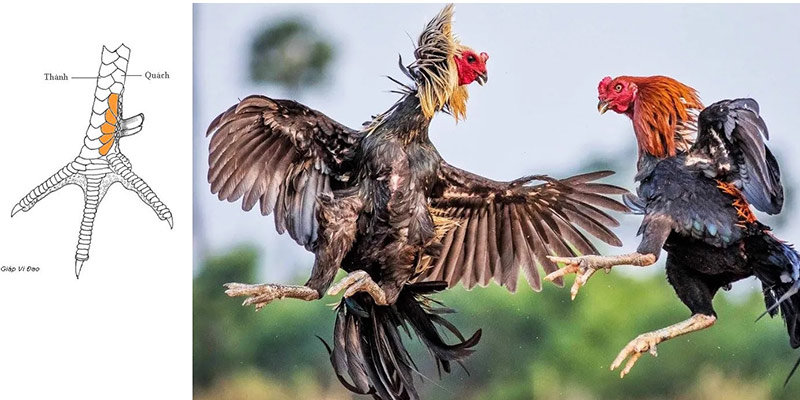 Ý nghĩa của vảy gà chọi độc đối với chiến kê