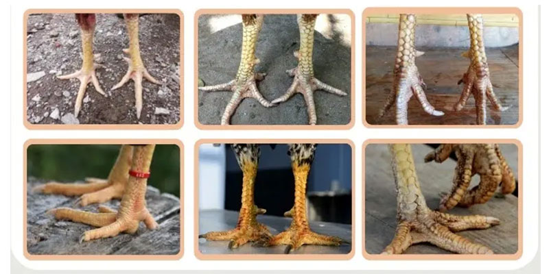 Vảy Gà Chọi Độc – Bí Ẩn Sức Mạnh Của Chiến Kê Đỉnh Cao